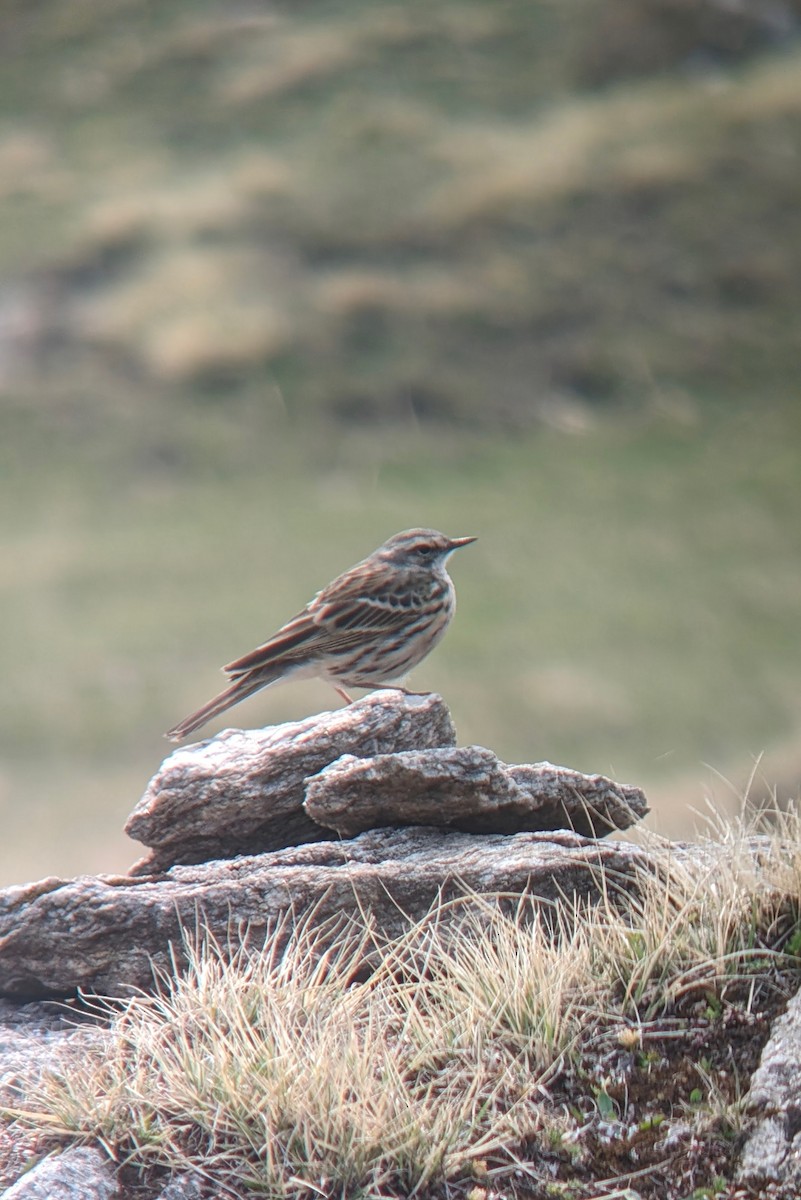 Rosy Pipit - ML618952836