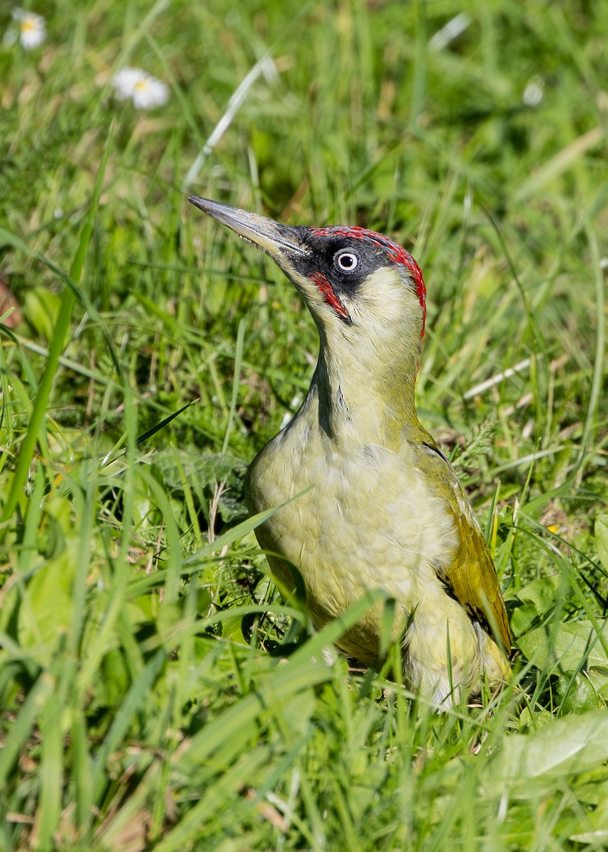 Eurasian Green Woodpecker (Eurasian) - ML618952837