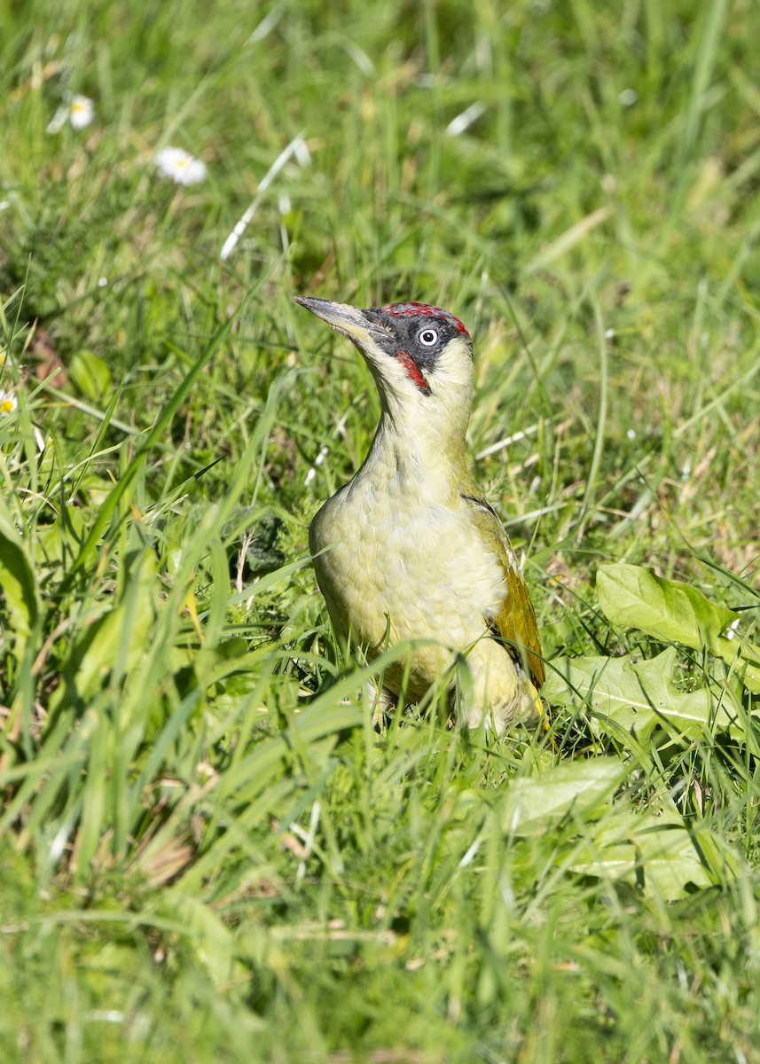 Eurasian Green Woodpecker (Eurasian) - ML618952839