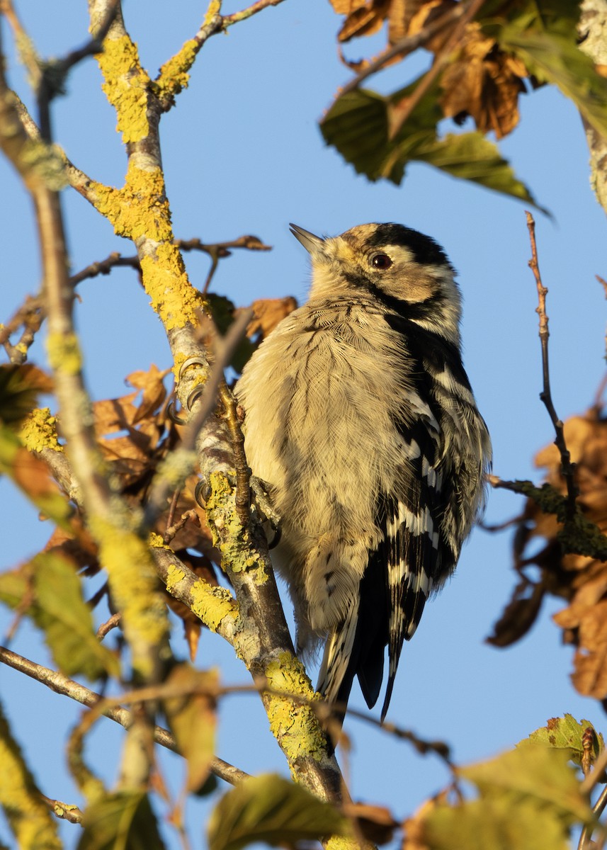 Lesser Spotted Woodpecker - ML618952847