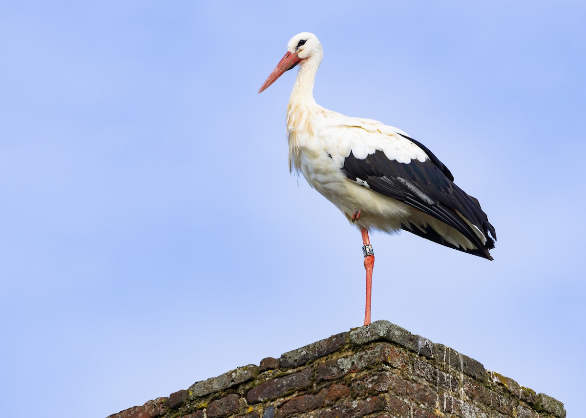 White Stork - ML618952896