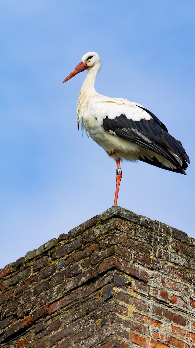 White Stork - ML618952898