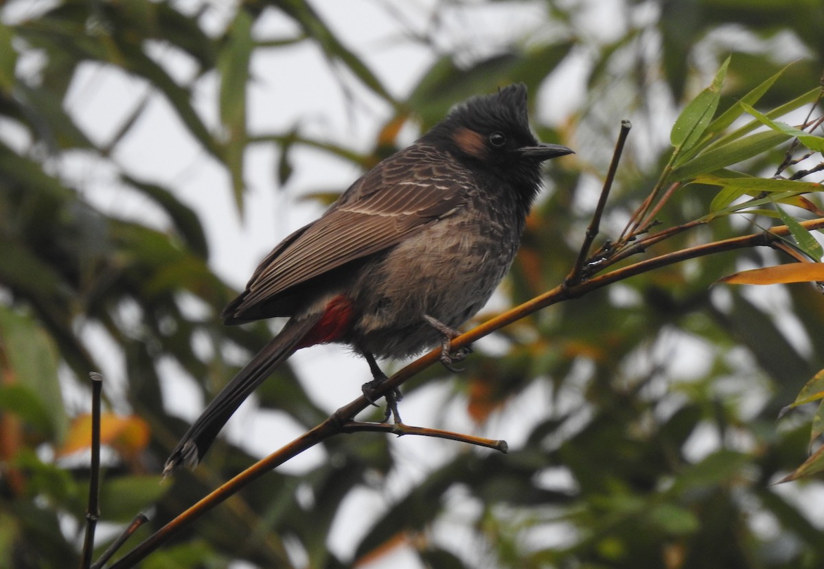Red-vented Bulbul - ML618952932