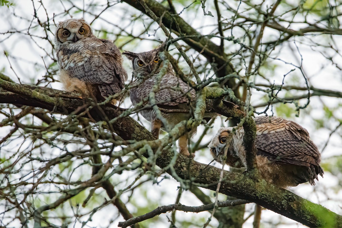 Great Horned Owl - ML618952933