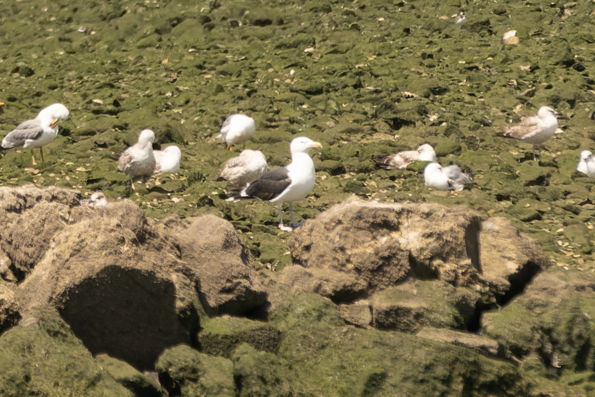 Great Black-backed Gull - Daniel López-Velasco | Ornis Birding Expeditions