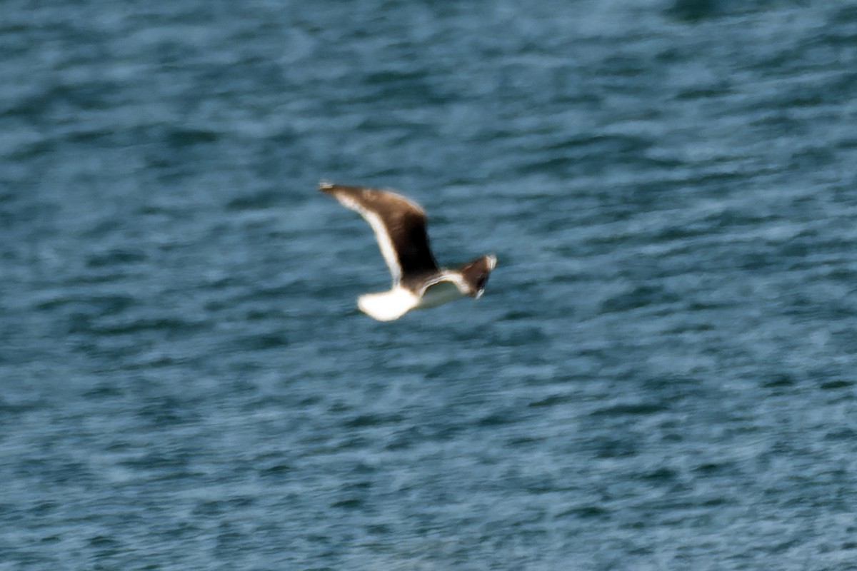 Great Black-backed Gull - Daniel López-Velasco | Ornis Birding Expeditions