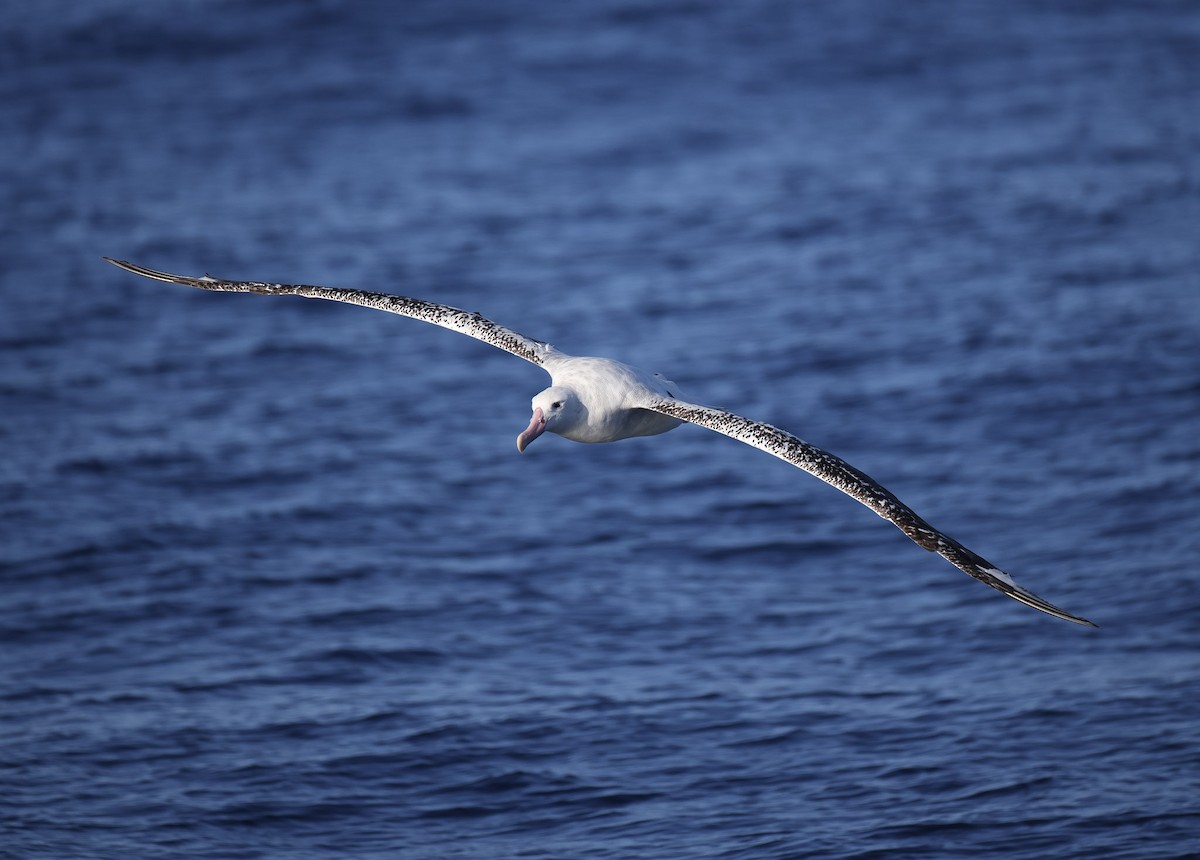 Snowy Albatross - ML618952961