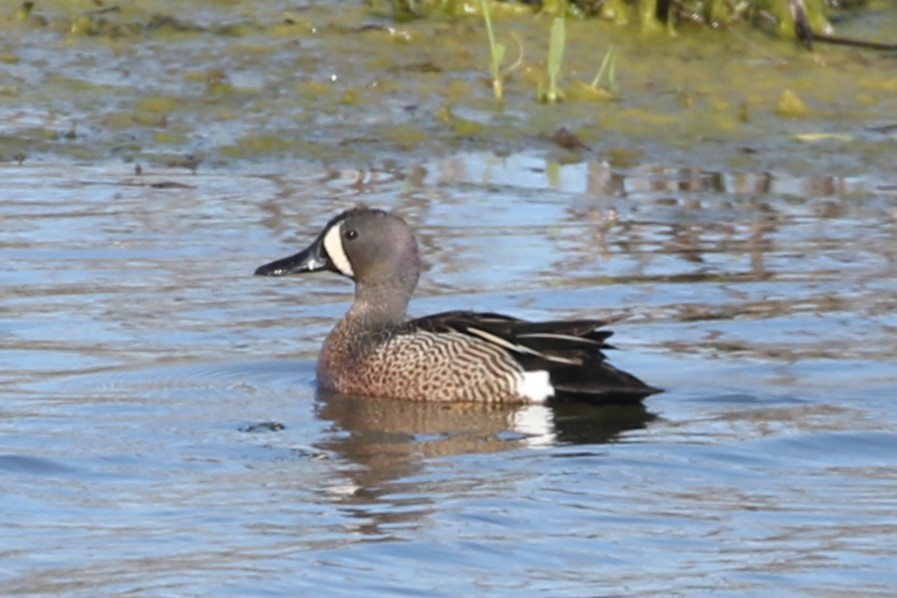 Blue-winged Teal - ML618952989