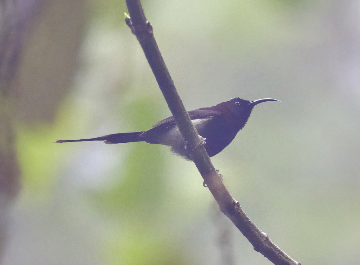 Black-throated Sunbird - Joseph Tobias