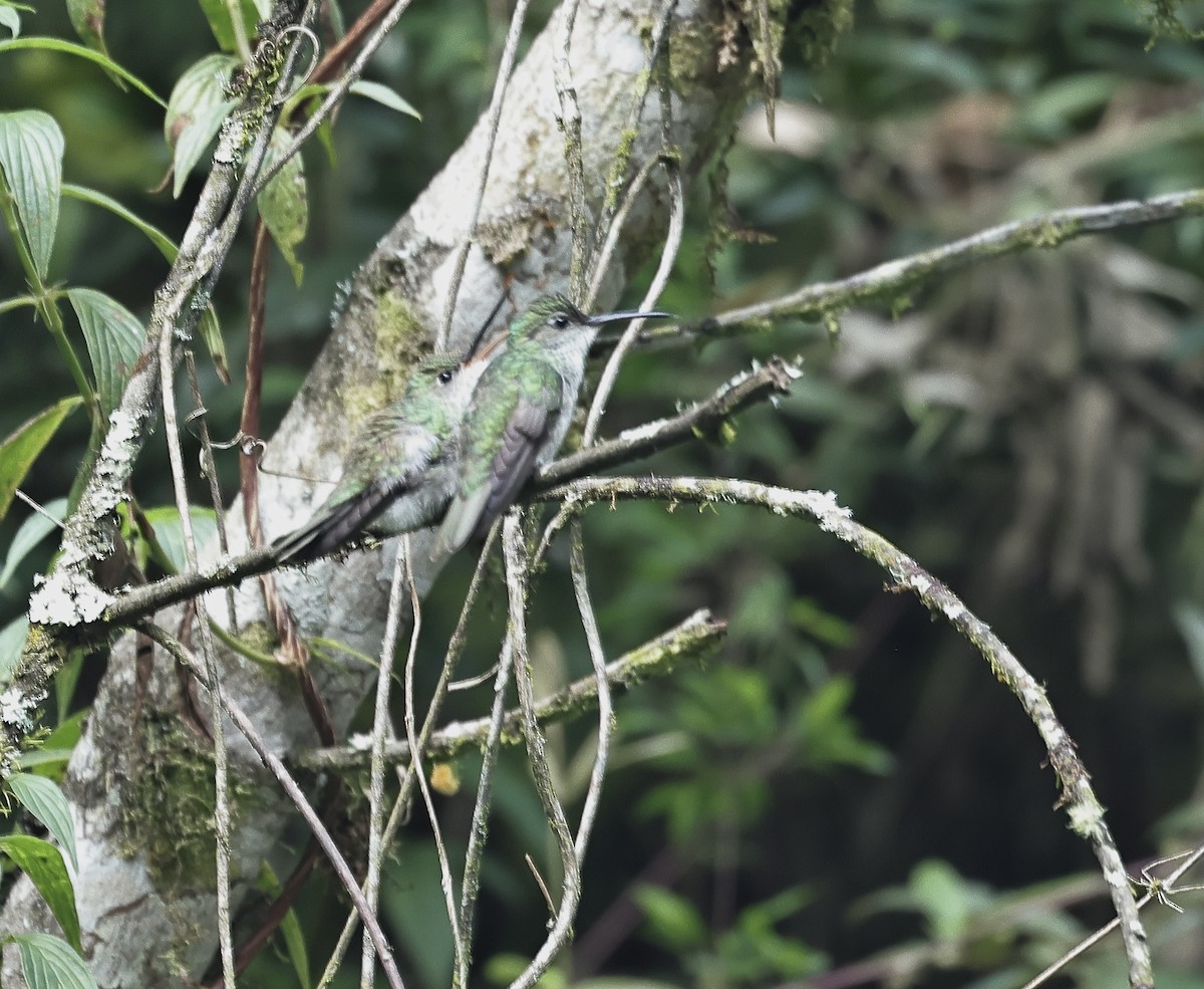 White-bellied Hummingbird - Albert Linkowski