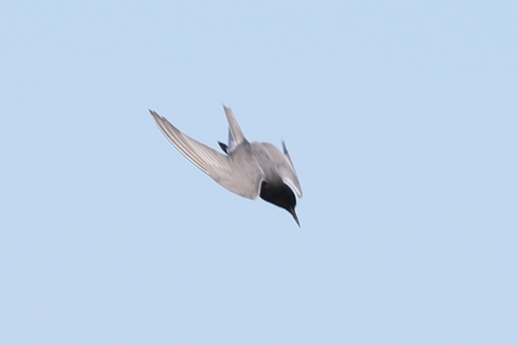 Black Tern - ML618953005