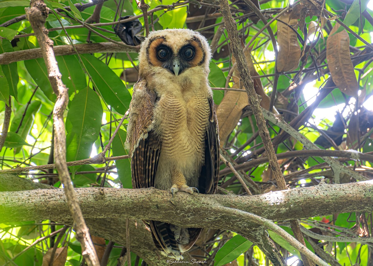 Brown Wood-Owl - Sakkarin Sansuk