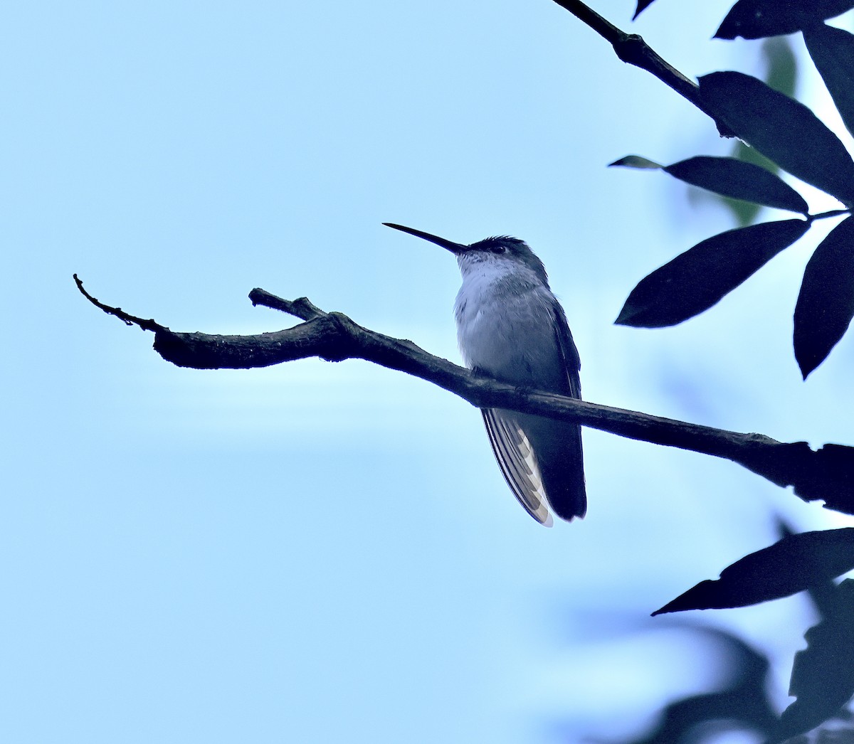 Green-and-white Hummingbird - Albert Linkowski