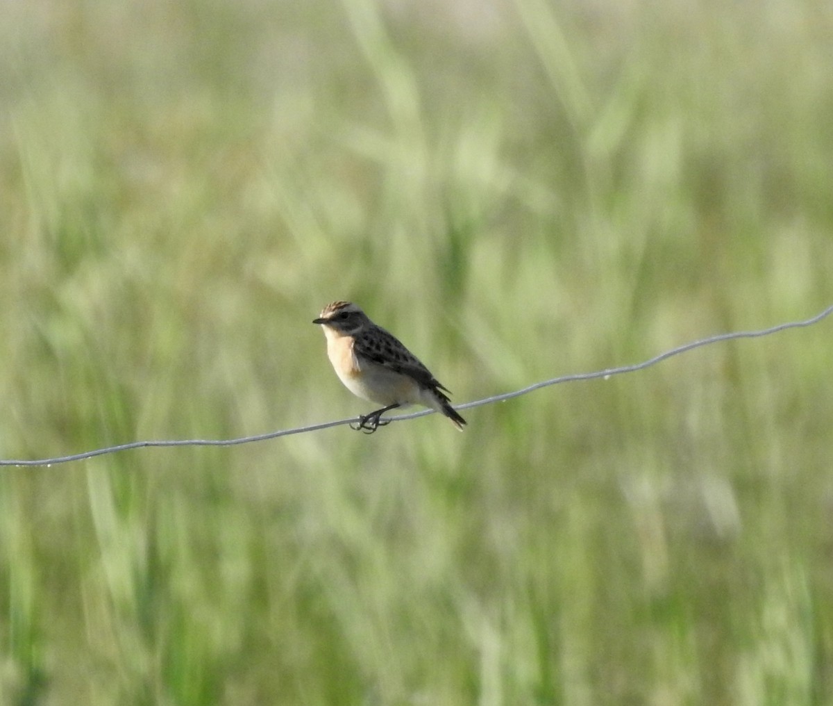 Whinchat - ML618953012