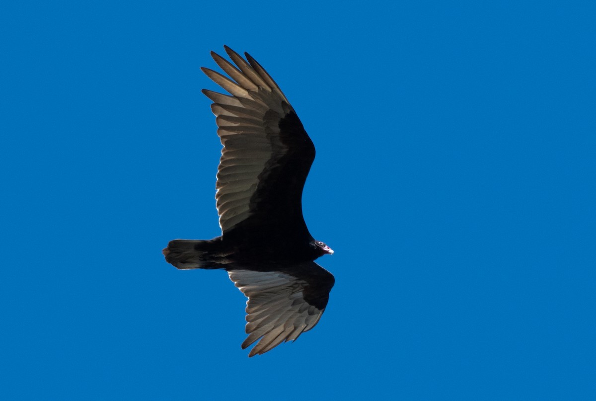 Turkey Vulture - ML618953013