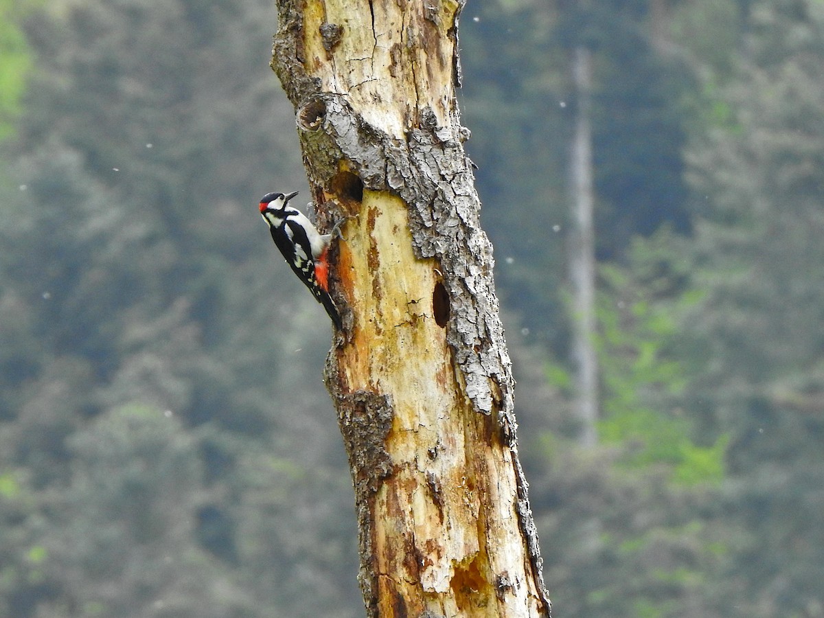 Great Spotted Woodpecker - David Nussbaumer