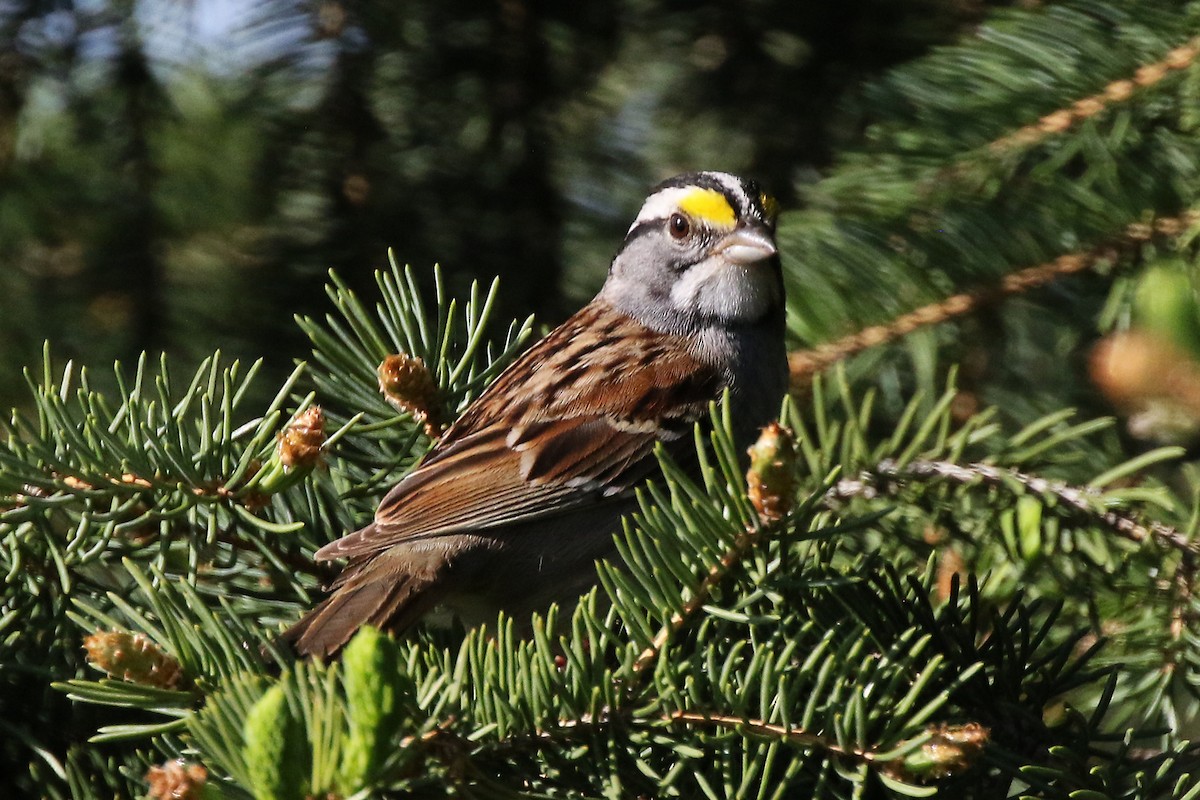 White-throated Sparrow - ML618953048