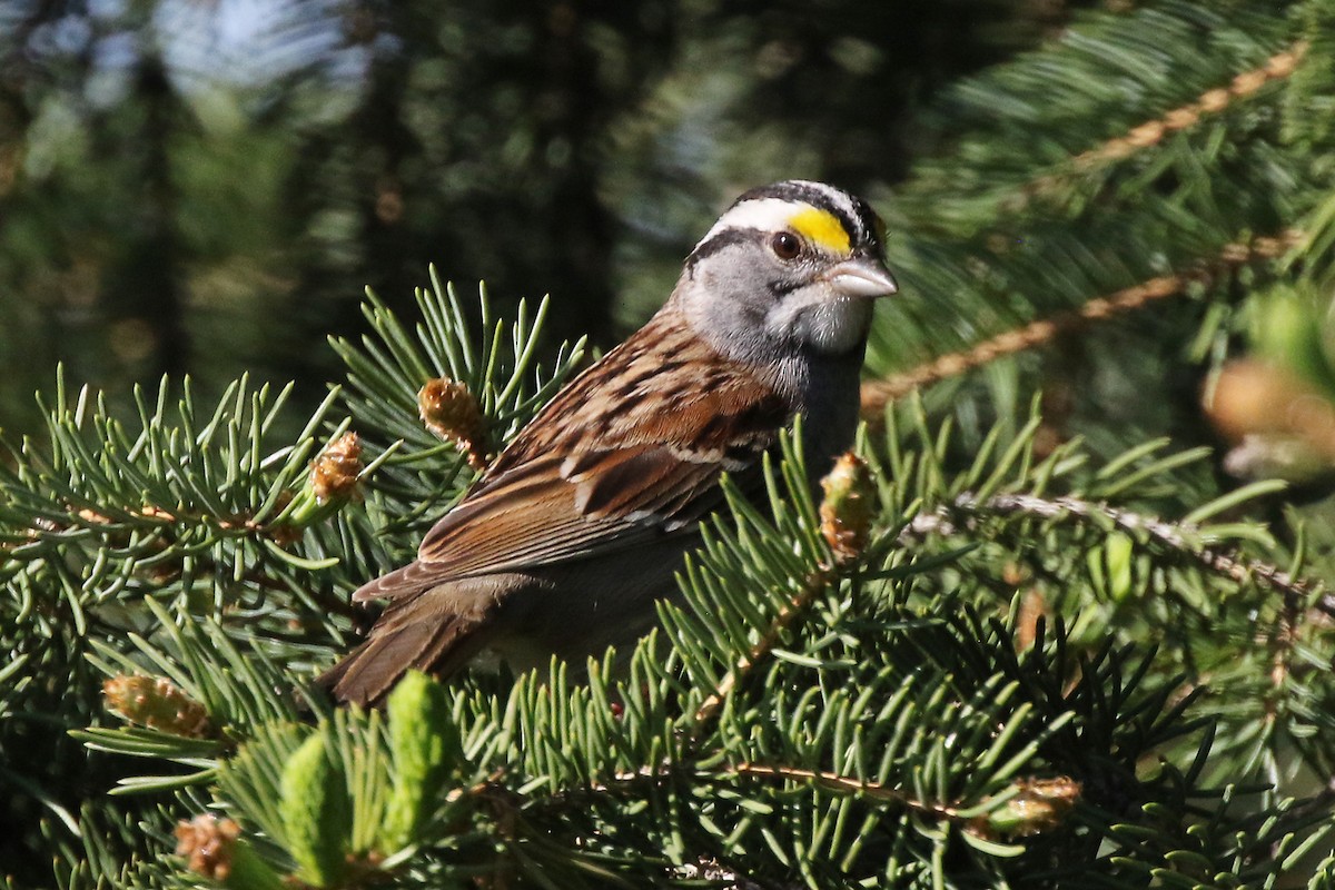 White-throated Sparrow - ML618953060