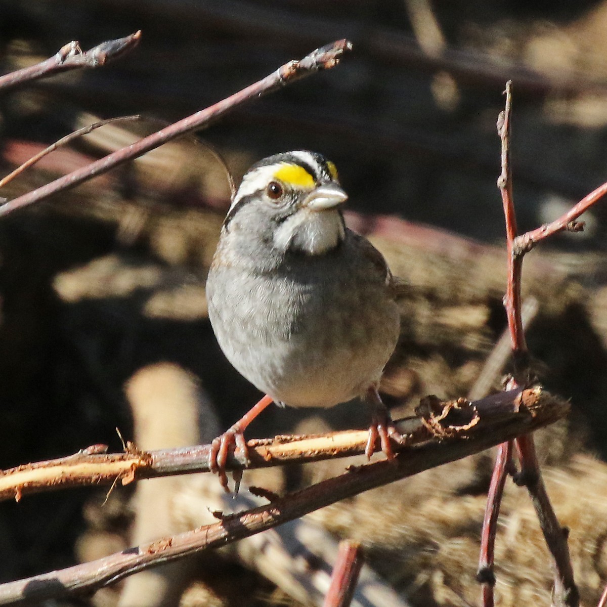 White-throated Sparrow - ML618953085