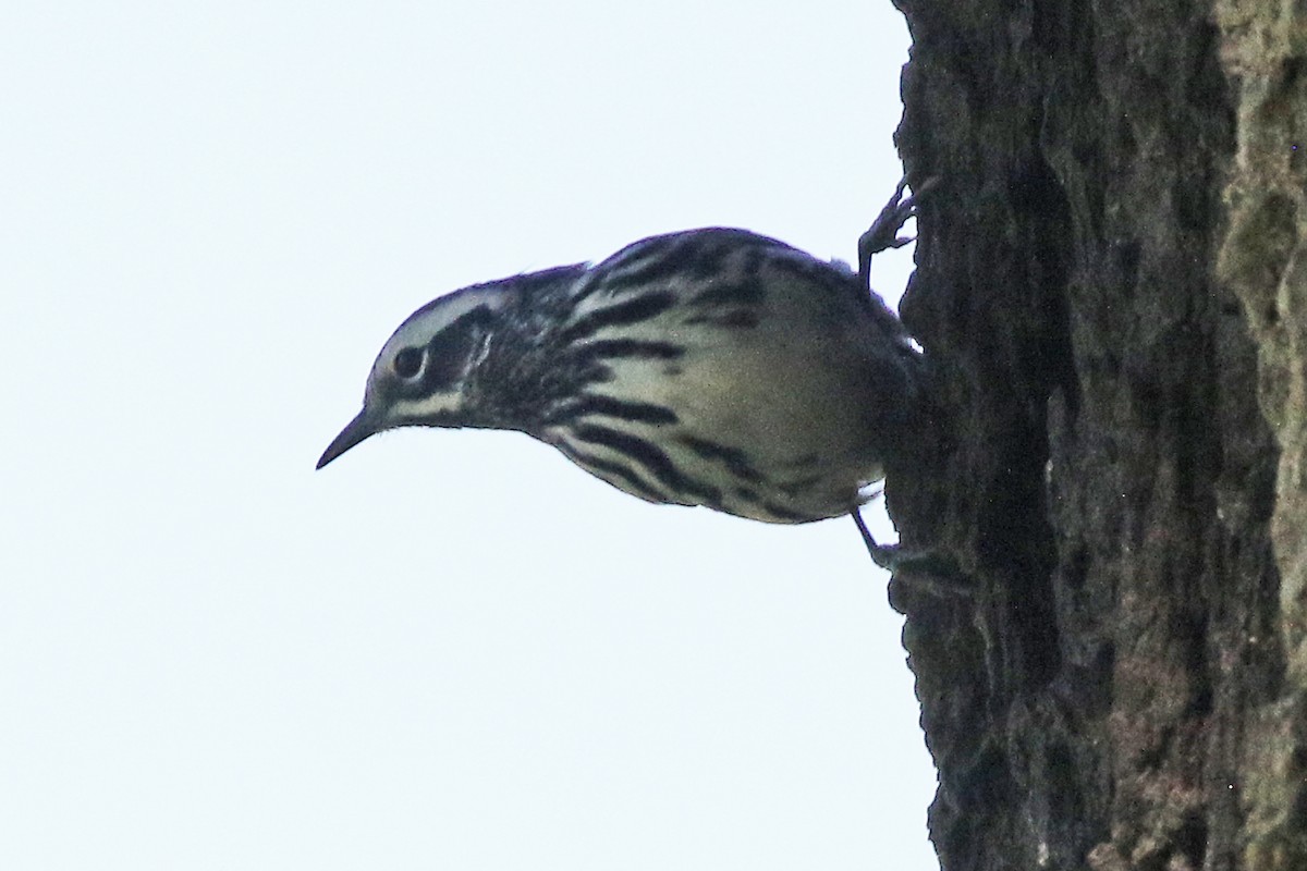 Black-and-white Warbler - ML618953125