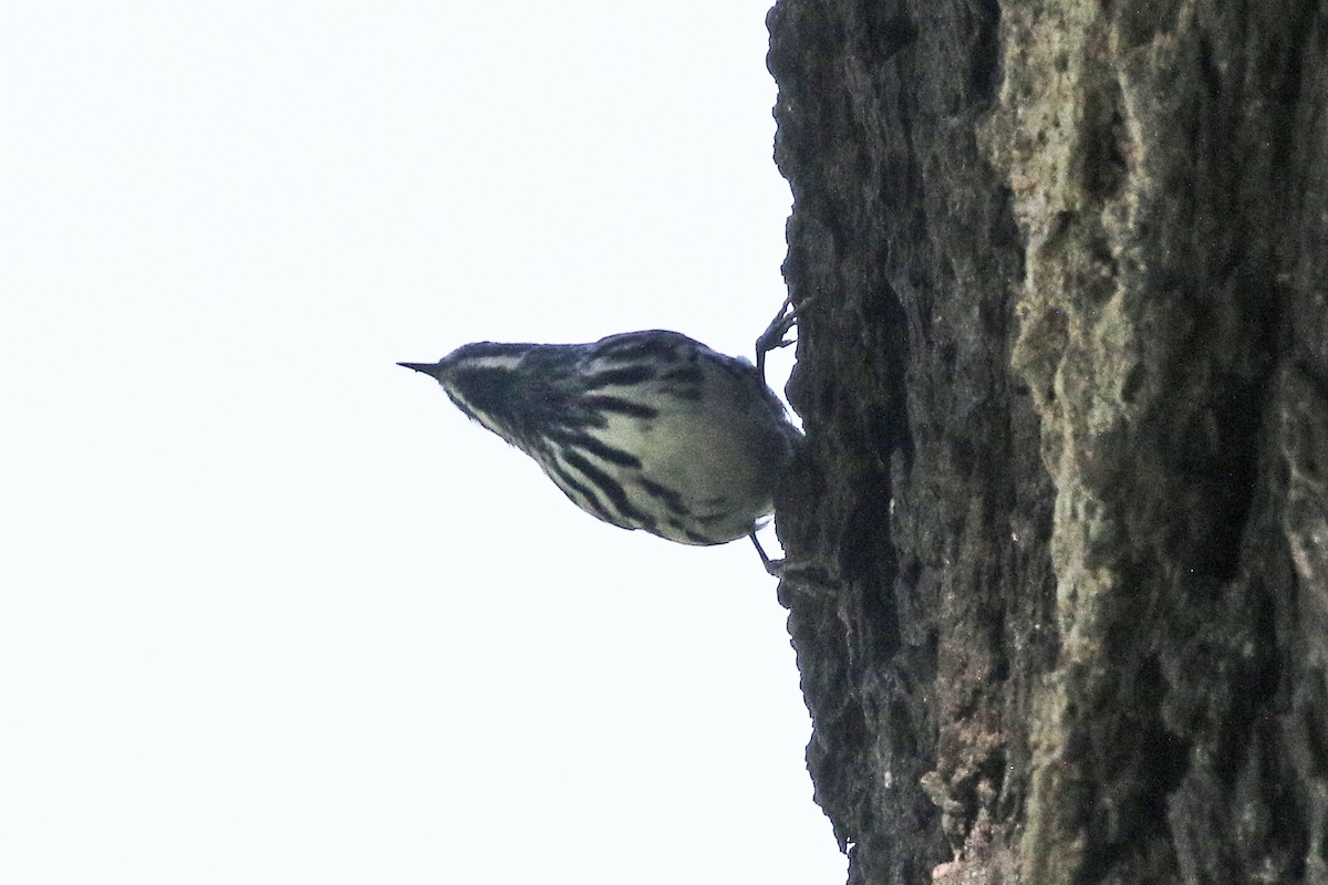 Black-and-white Warbler - ML618953134