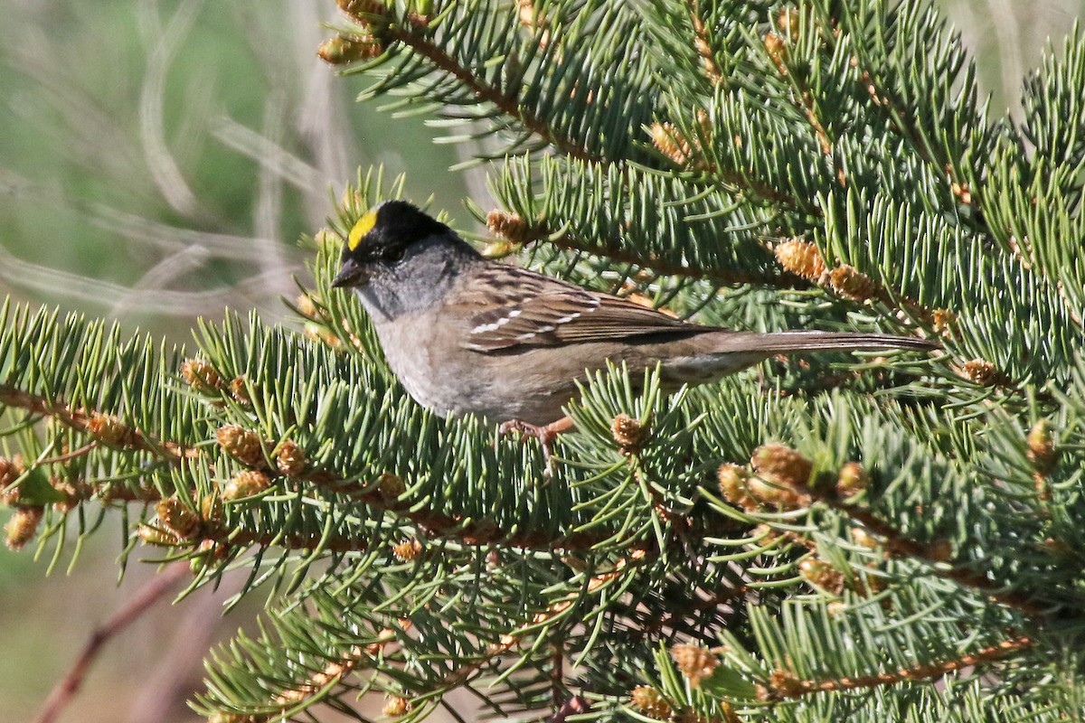 Golden-crowned Sparrow - ML618953148