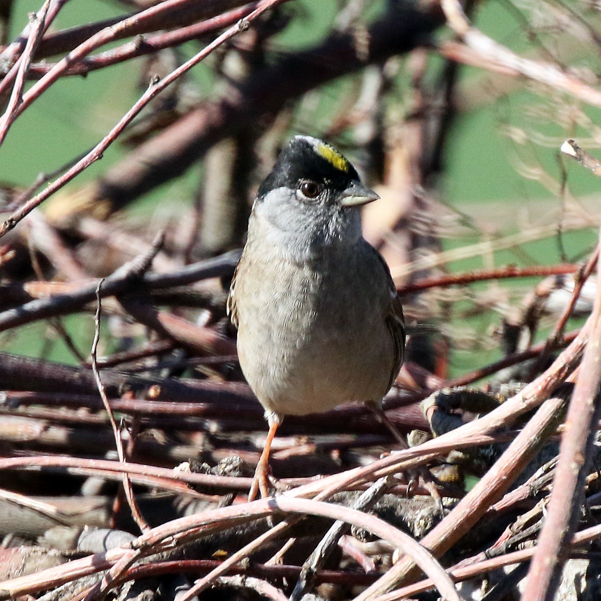 Golden-crowned Sparrow - ML618953164