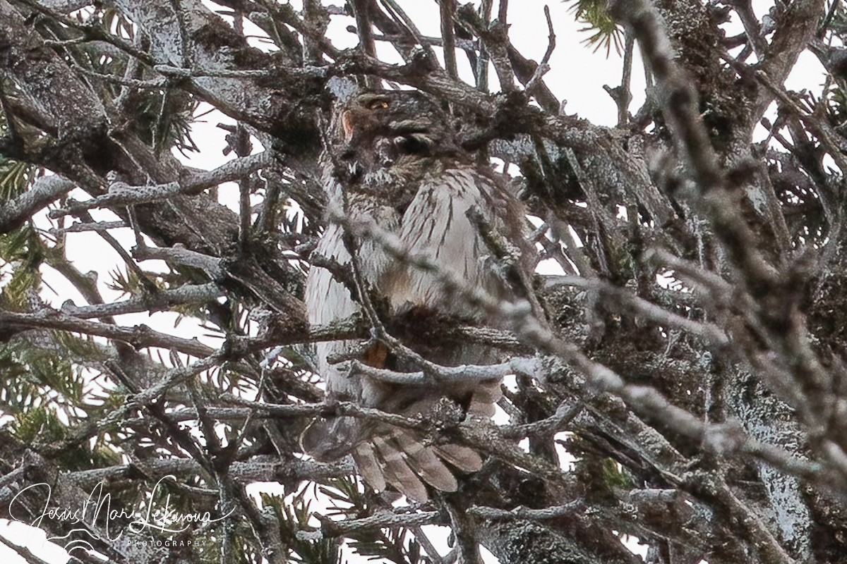 Eurasian Pygmy-Owl - Jesús Mari Lekuona Sánchez