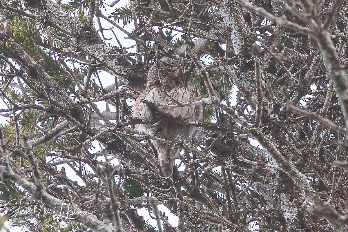 Eurasian Pygmy-Owl - Jesús Mari Lekuona Sánchez