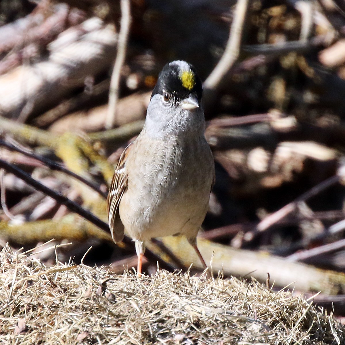 Golden-crowned Sparrow - ML618953180