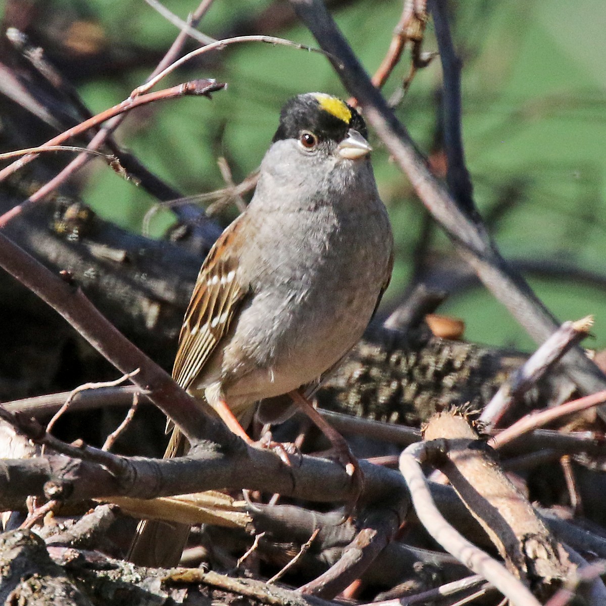 Golden-crowned Sparrow - ML618953191