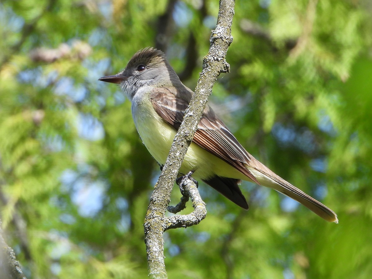 Great Crested Flycatcher - ML618953226