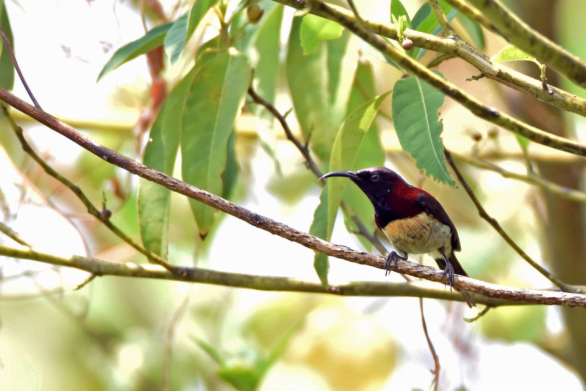 Black-throated Sunbird - Phakawat Kittikhunodom