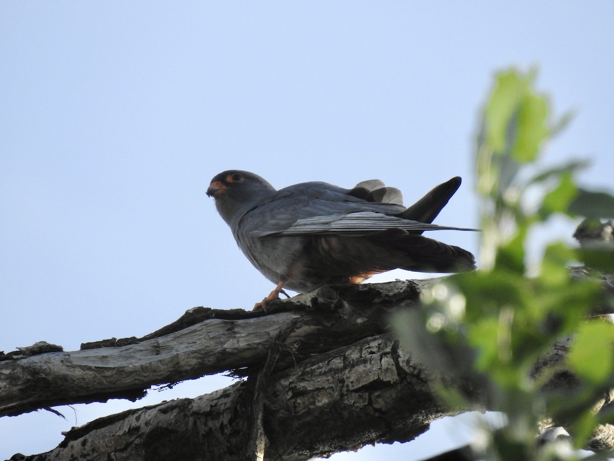 Red-footed Falcon - ML618953258