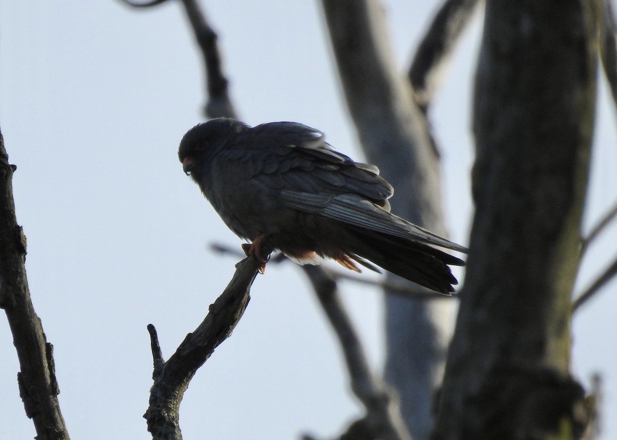 Red-footed Falcon - ML618953264