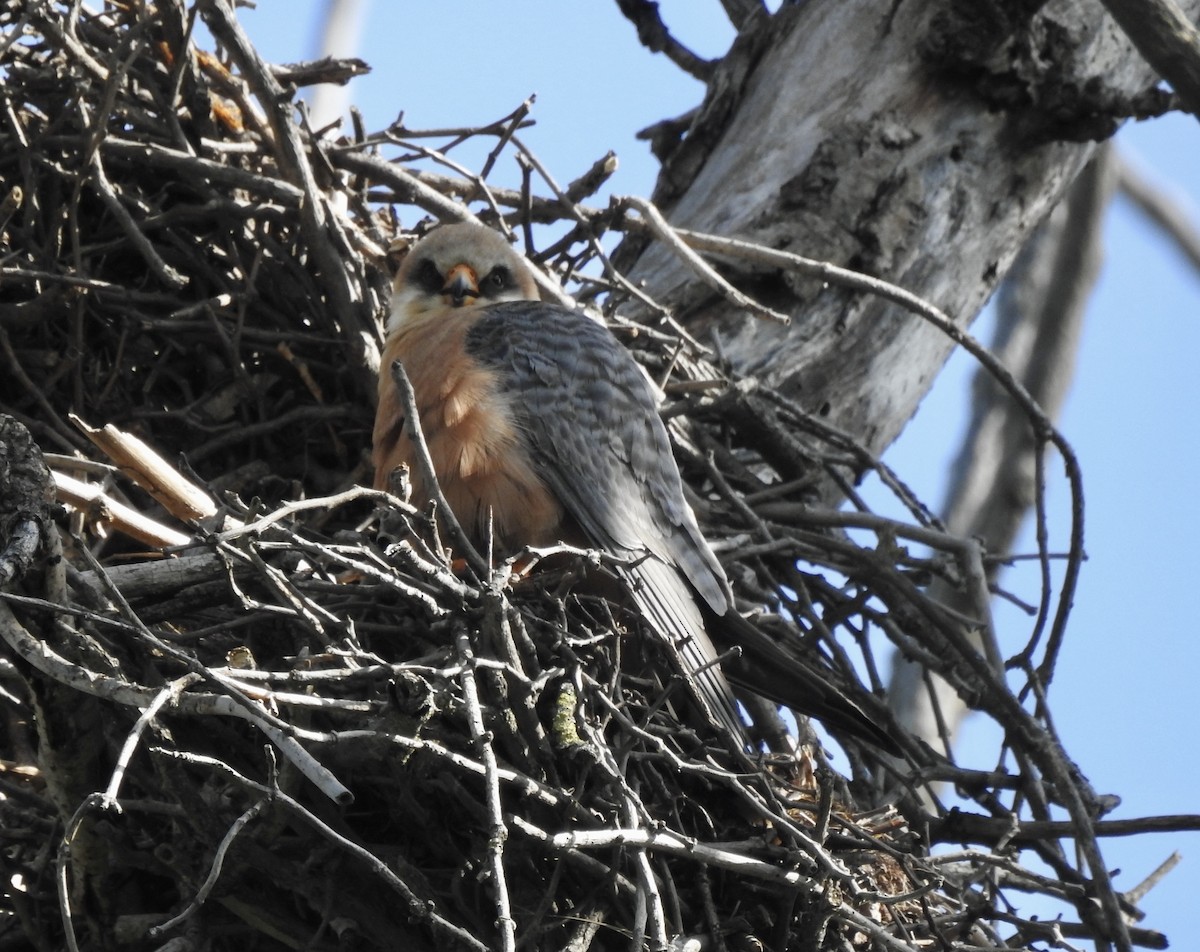 Red-footed Falcon - ML618953265