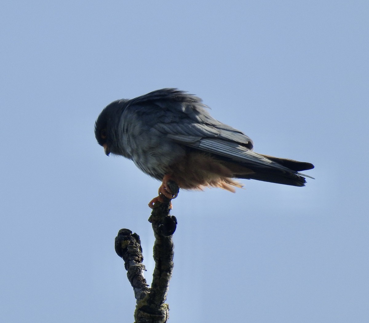Red-footed Falcon - ML618953269