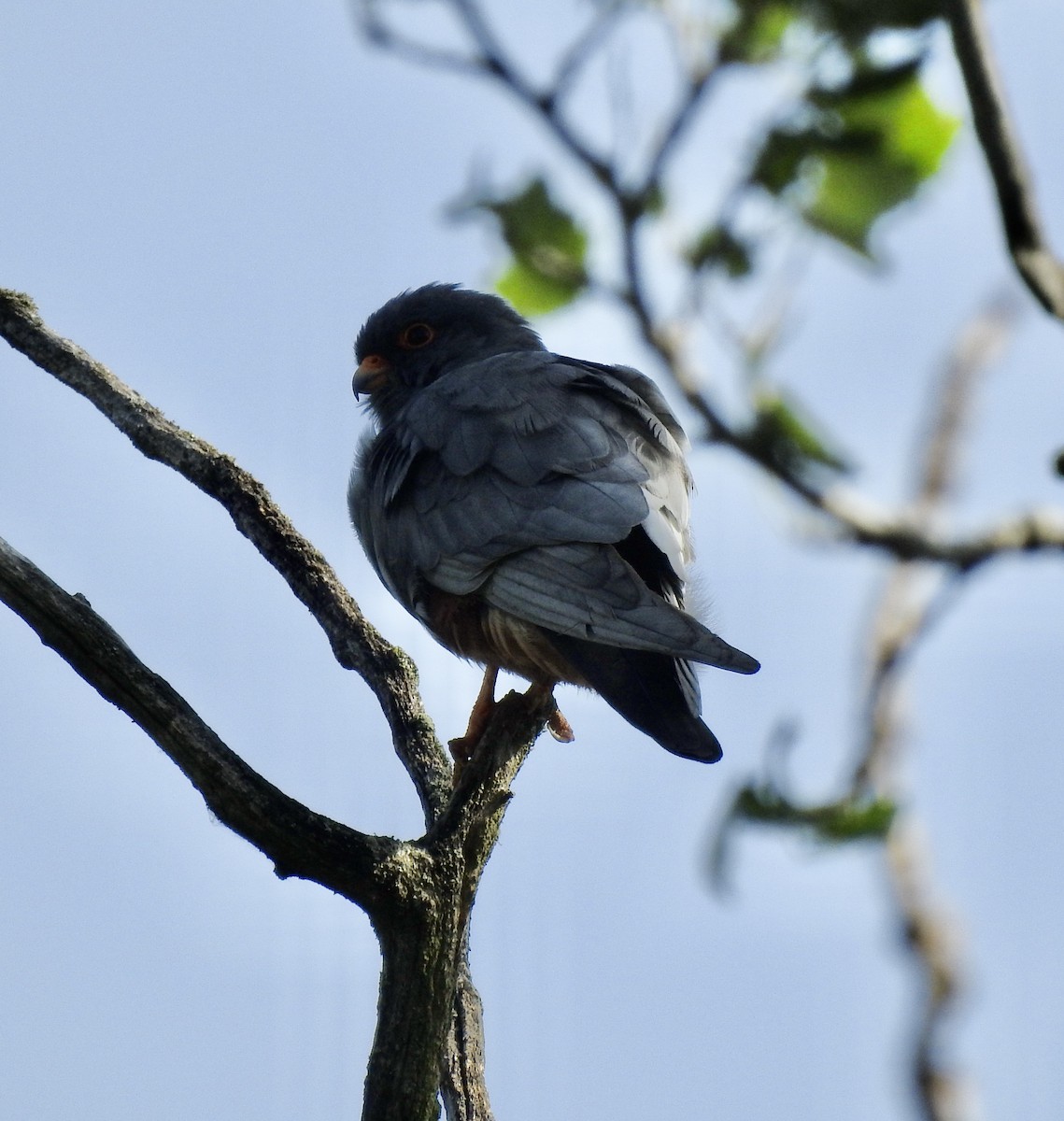 Red-footed Falcon - Jonathan  Dean