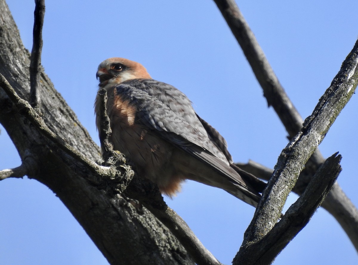 Red-footed Falcon - ML618953273
