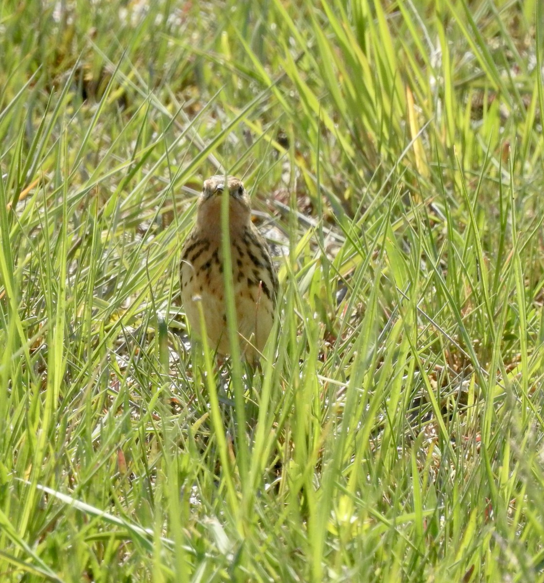 Red-throated Pipit - Jonathan  Dean
