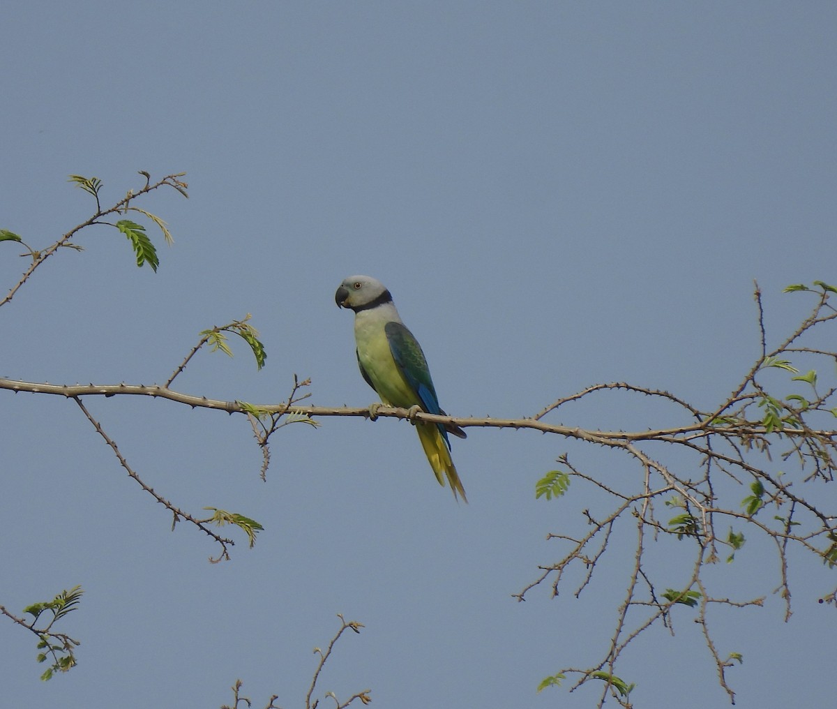 Malabar Yeşil Papağanı - ML618953289