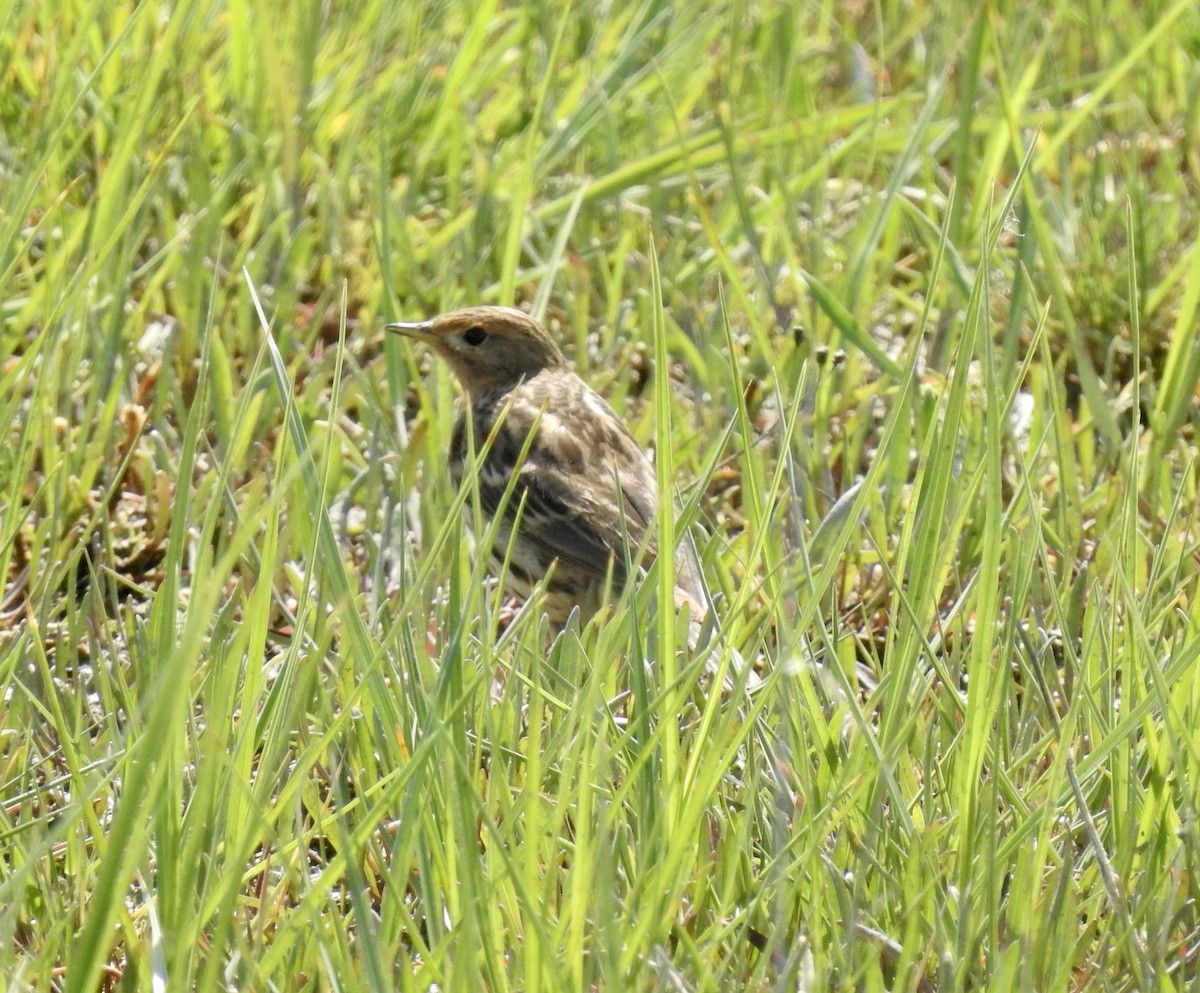 Red-throated Pipit - ML618953290