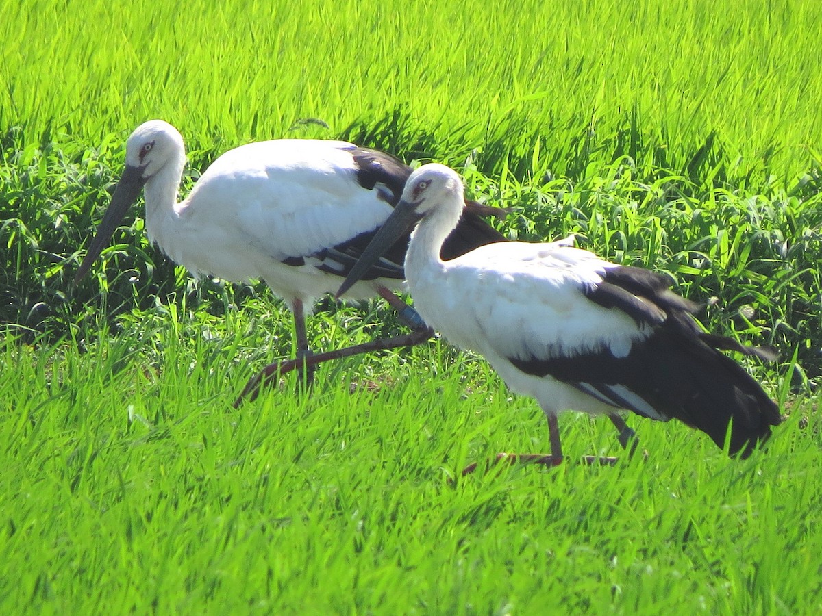 Oriental Stork - HITOSHI IIZUMI