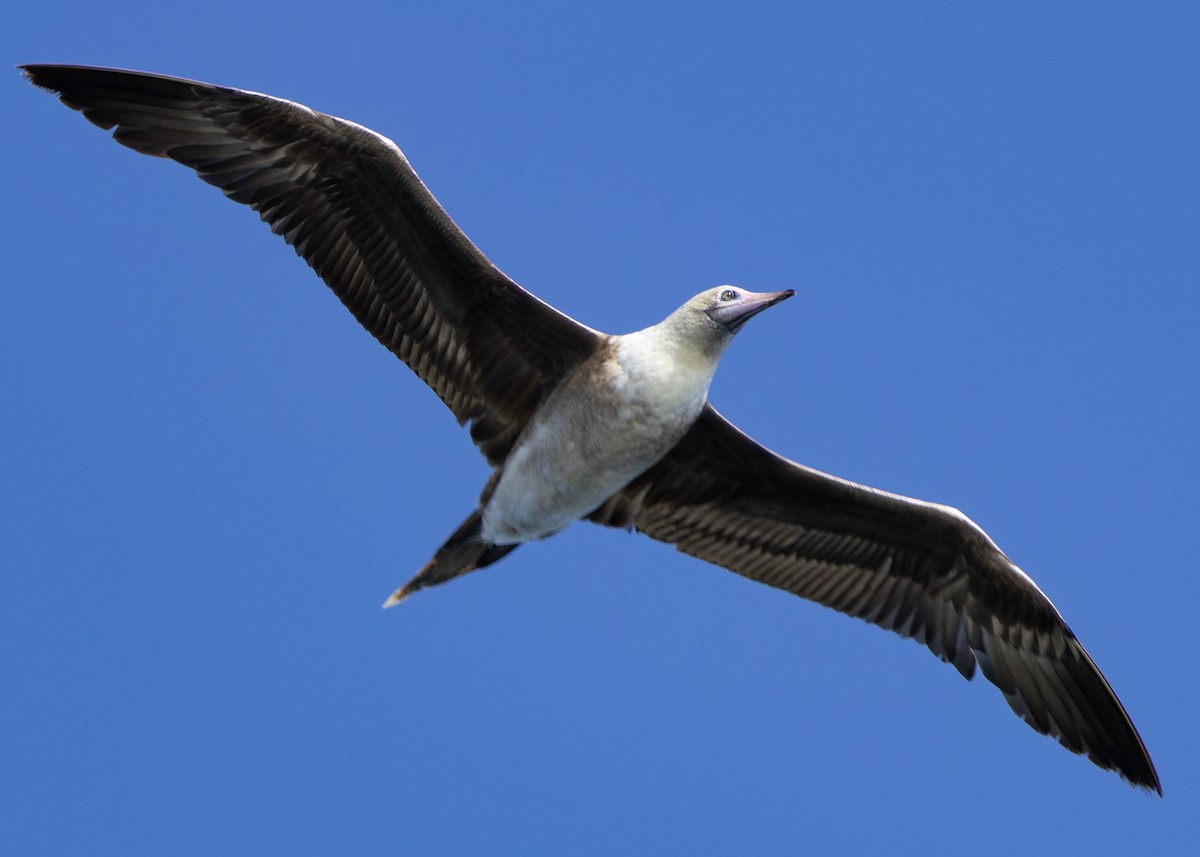 Red-footed Booby (Atlantic) - ML618953302