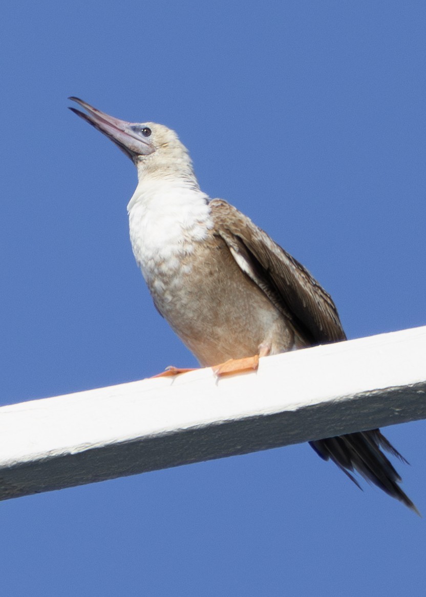 Red-footed Booby (Atlantic) - ML618953305