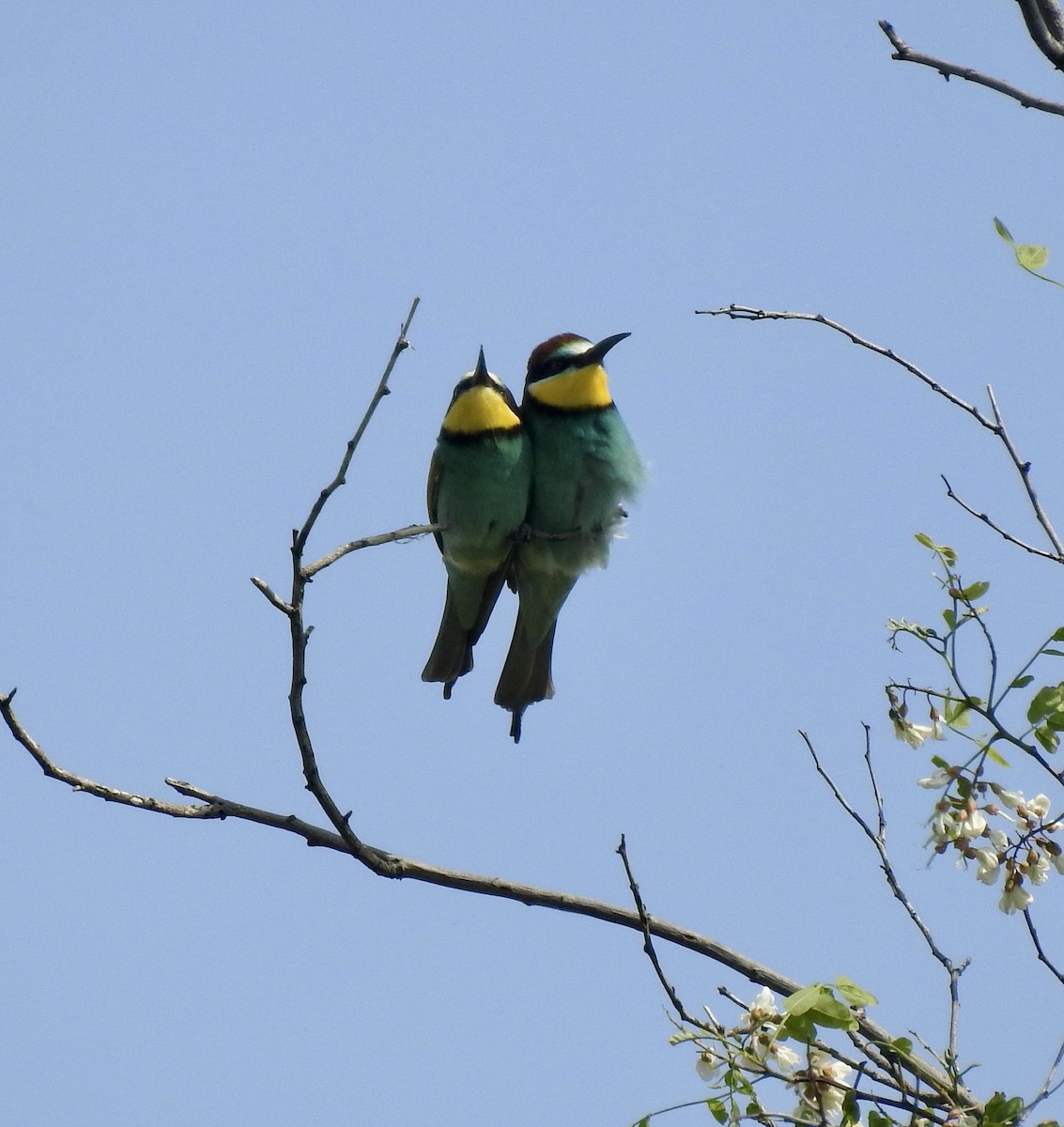 European Bee-eater - Jonathan  Dean