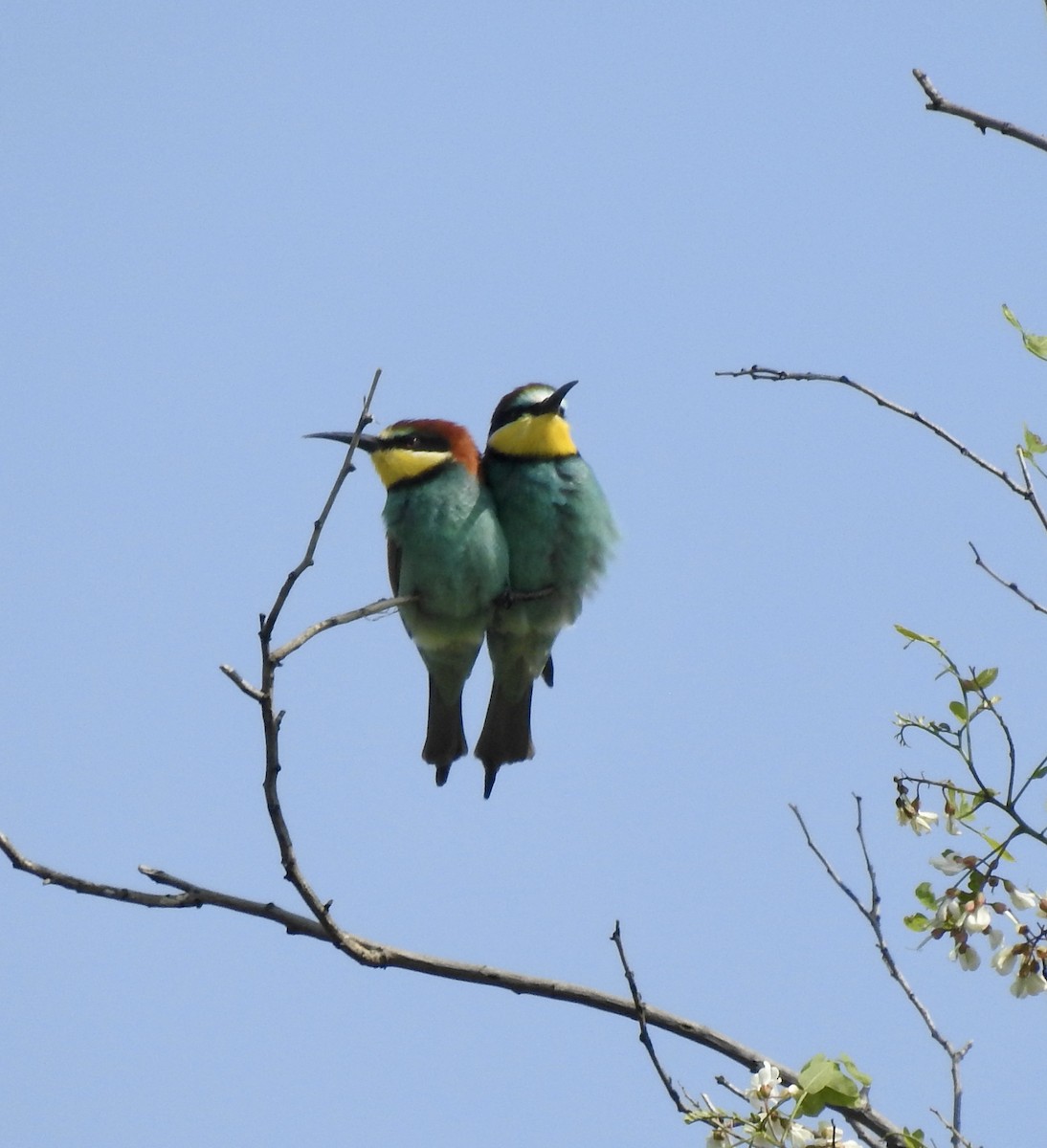 European Bee-eater - ML618953307