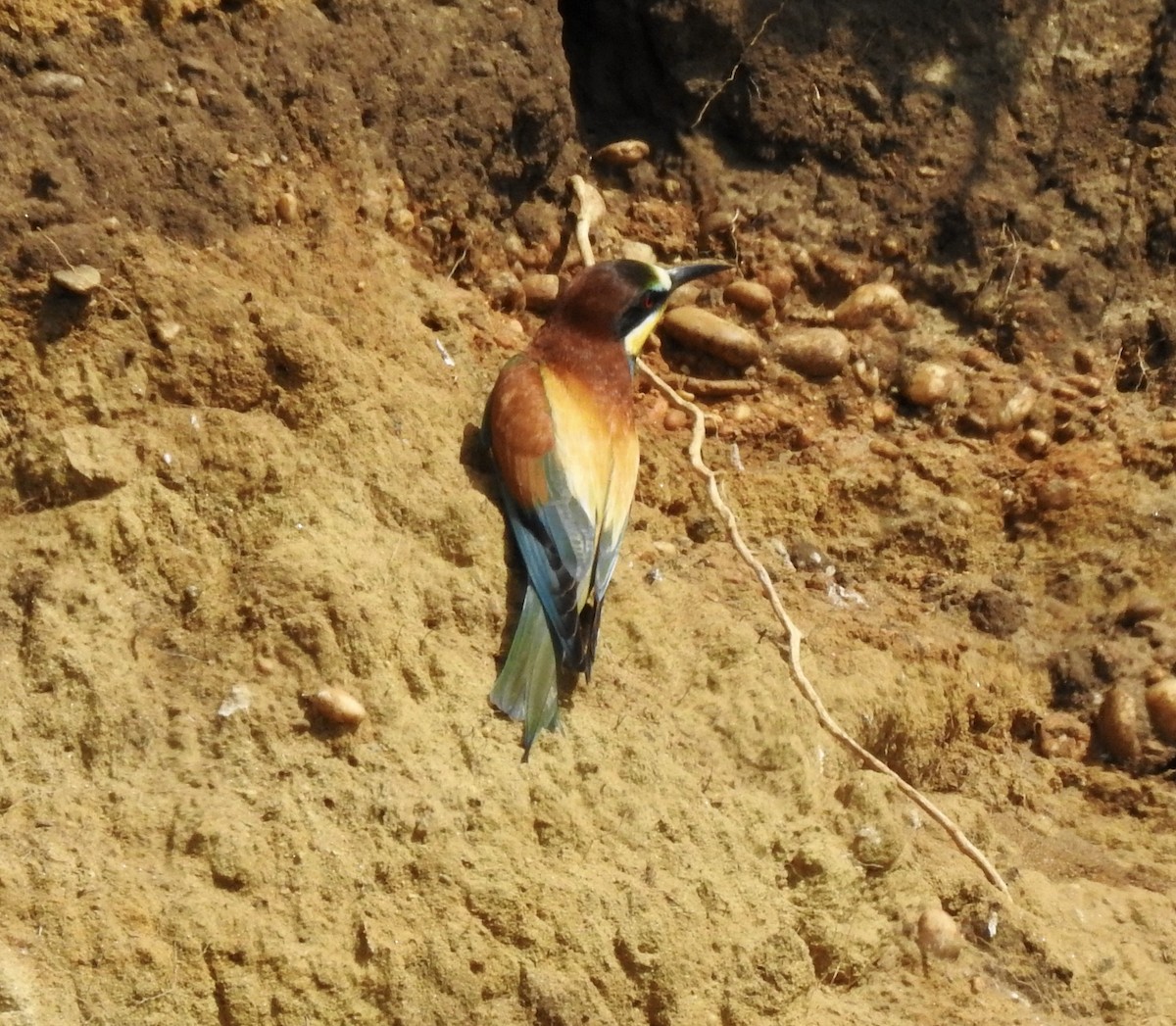 European Bee-eater - ML618953309