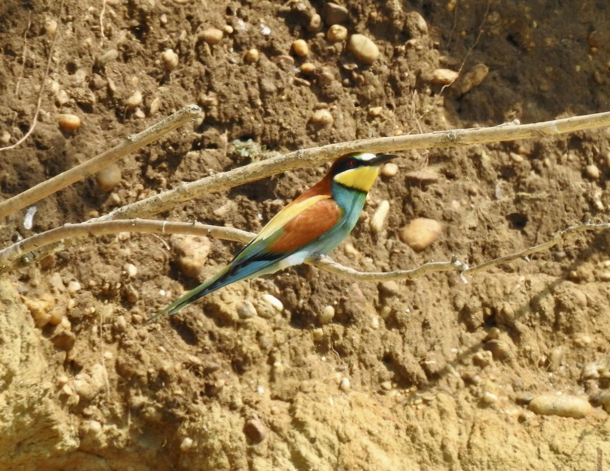 European Bee-eater - ML618953310