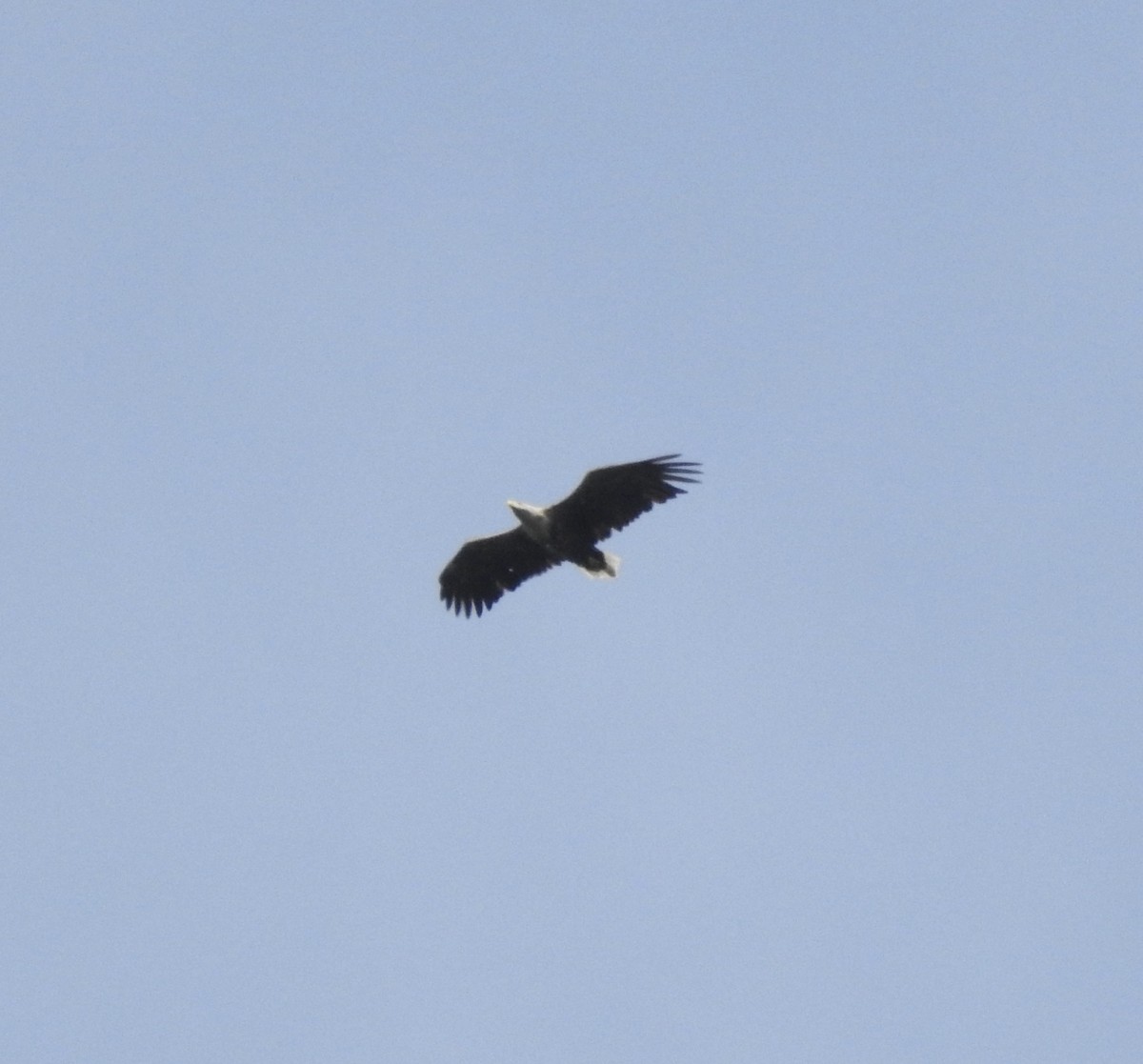 White-tailed Eagle - ML618953364
